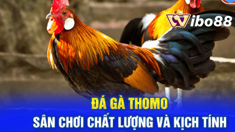 Các quy tắc chung của đá gà Thomo tại Wibo88