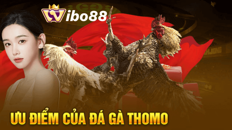 Kinh nghiệm lựa chọn gà đá Thomo tại Wibo88